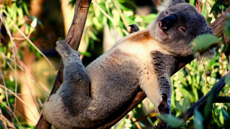   Koala paresseux dormant sur un arbre