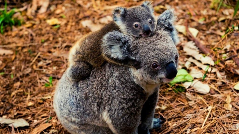   Mère koala avec bébé