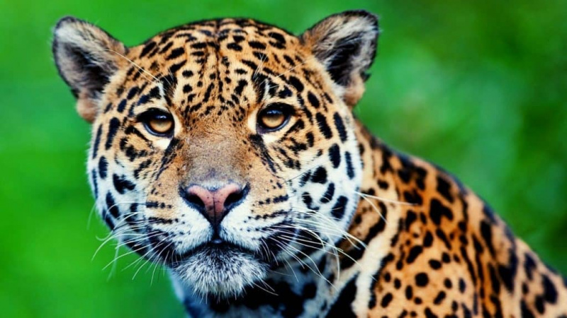 Môžete vlastniť domáceho jaguára?