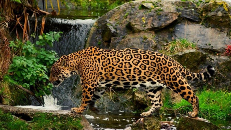   Jaguar dans la jungle