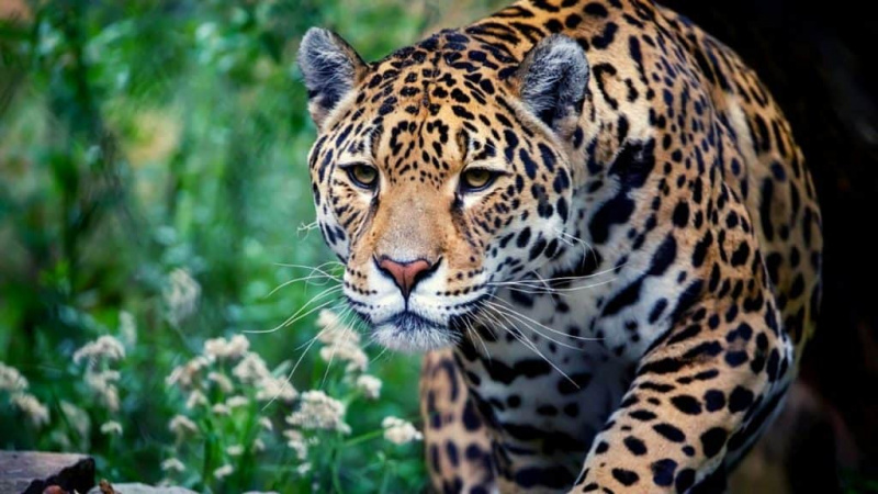   Petits jaguars avec leur mère