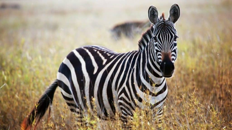 คุณสามารถเป็นเจ้าของสัตว์เลี้ยง Zebra