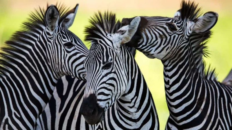   zebra ailesi