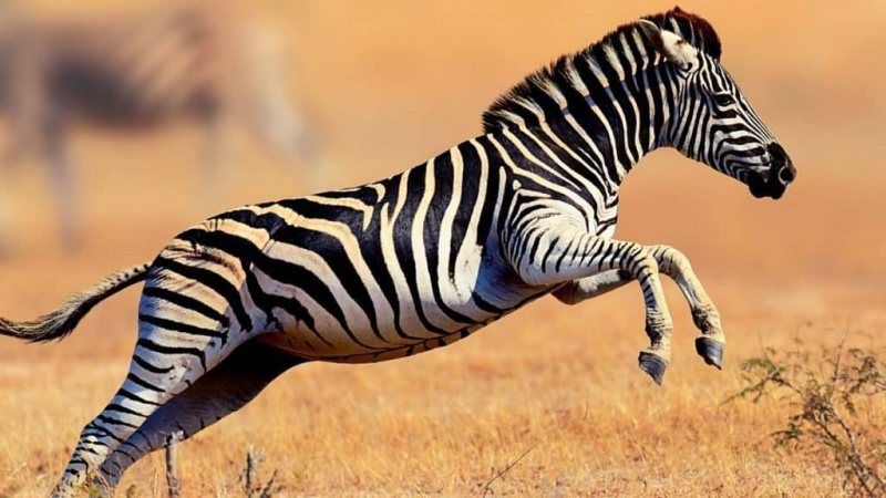   Zıplayan zebra