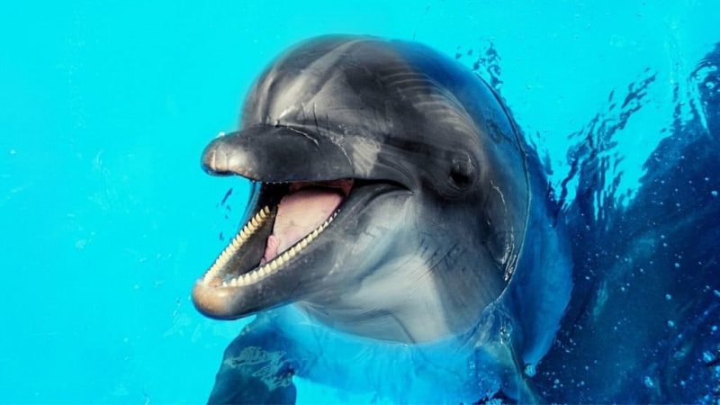 Você pode possuir um golfinho de estimação?