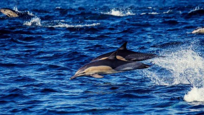   Delfin săritor la apus