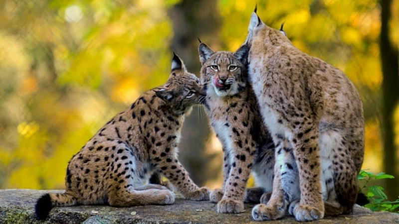   Chaton Lynx avec sa mère