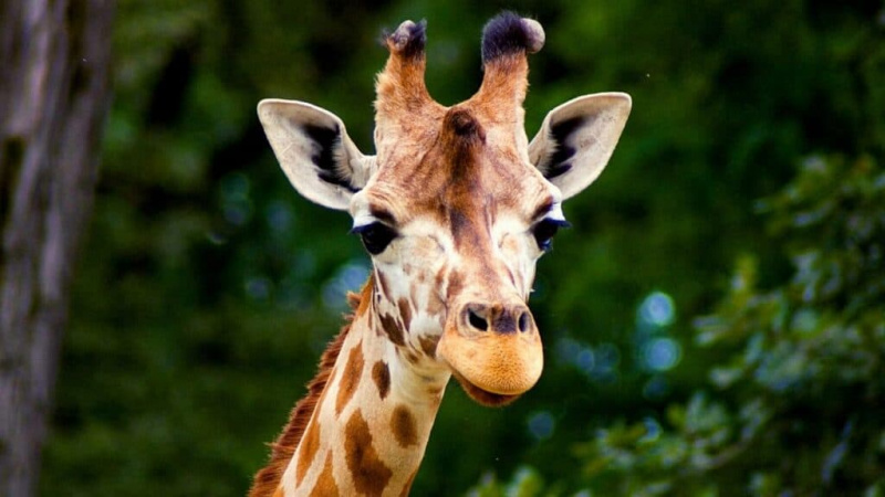 Você pode possuir uma girafa de estimação?