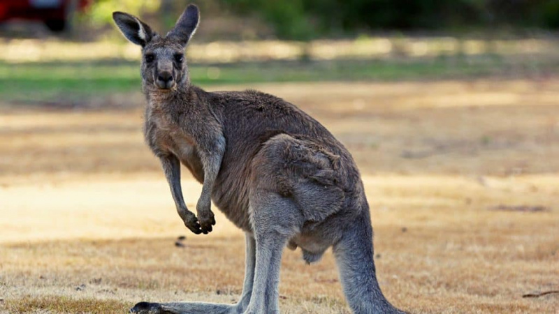   Portrait d'un kangourou
