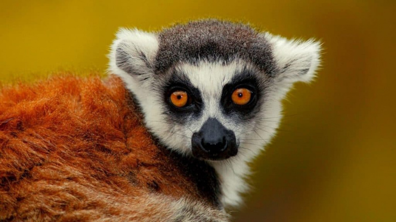Können Sie einen Lemur als Haustier besitzen?
