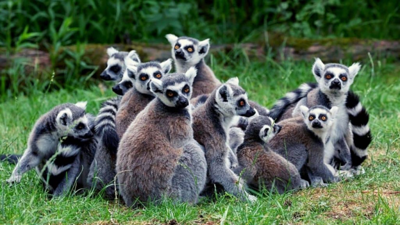   Lemure nascosto dietro un permesso