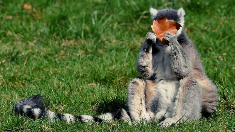   Lemure madre con bambino