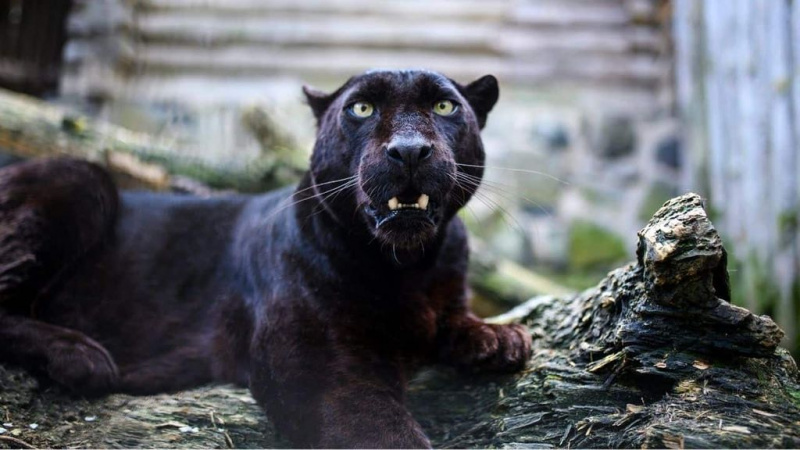   Haustier Schwarzer Panther - Ausgewähltes Bild