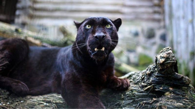   Panther in seinem Lebensraum