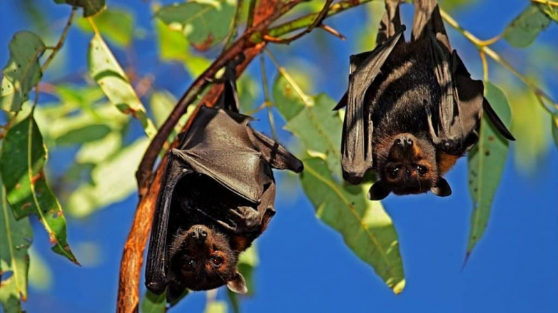   Dva netopiere visiace na strome