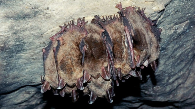   Grupa śpiących nietoperzy w jaskini