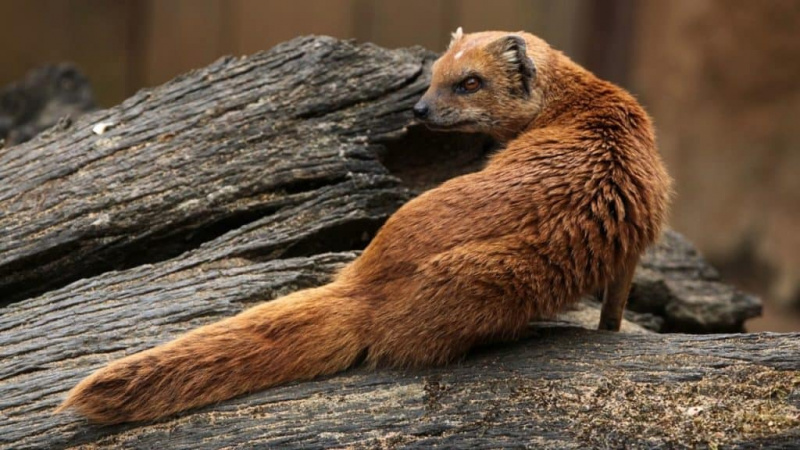   Mongoose vyzerá nebezpečne na kuse dreva