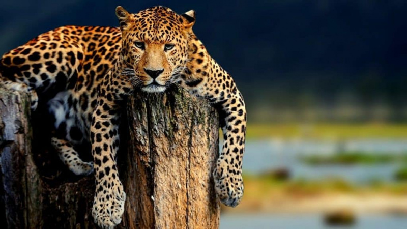  Leopard na strome
