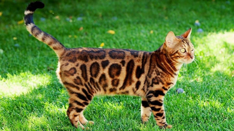   Bengálska mačka
