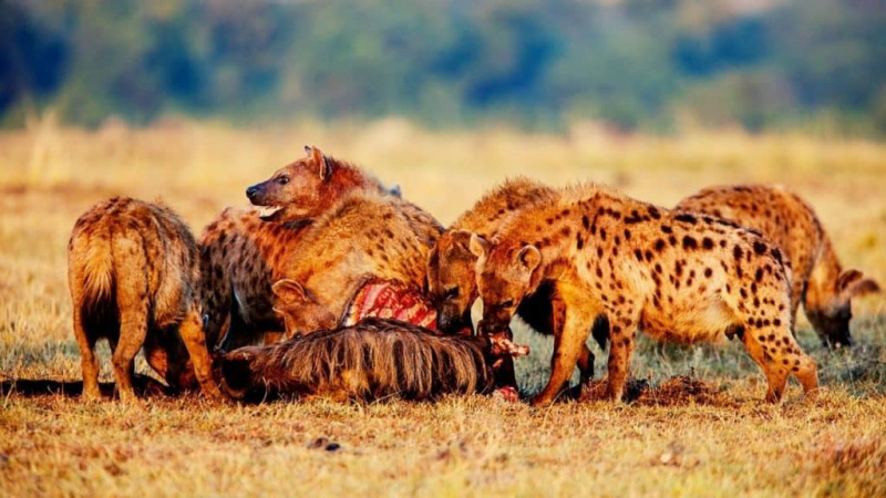   Hyènes mangeant du gnou