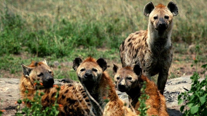   Clan des hyènes