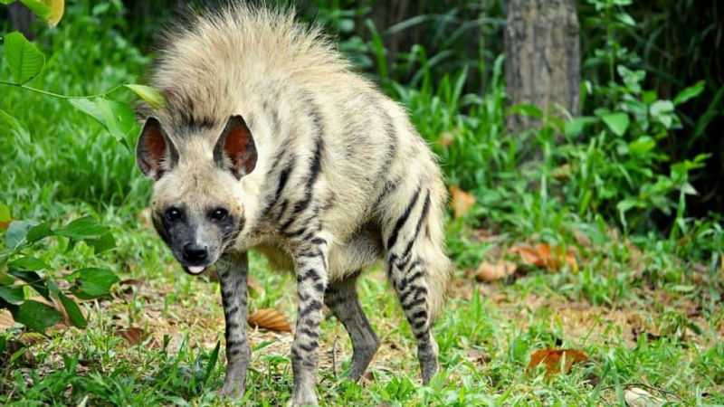   Hyena pruhovaná