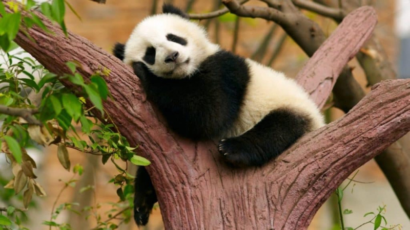   Pandas jouant dans leur habitat naturel