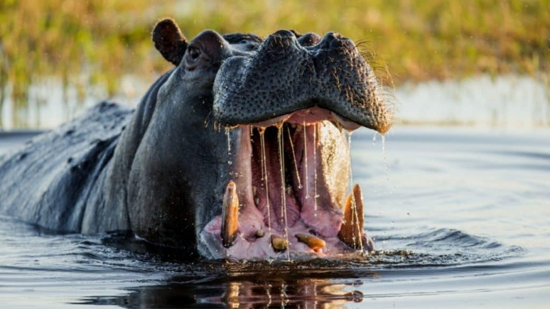   Hippo dengan mulut terbuka di sungai
