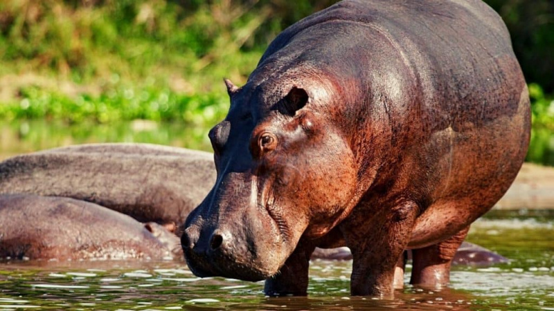   Hippo gergasi berdiri di dalam air