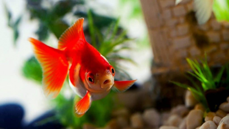   Gelangweilter Goldfisch im Aquarium