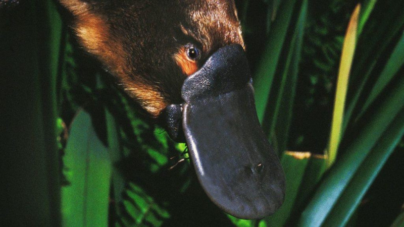 Hvad spiser Platypus?
