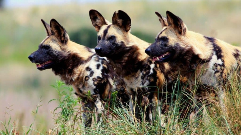   Trys Afrikos laukiniai šunys ieško grobio