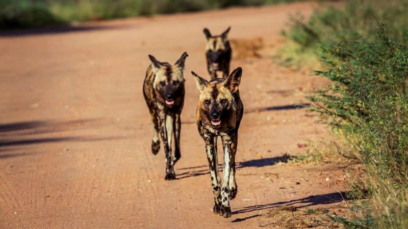   Laukiniai šunys klajoja po Kruger nacionalinį parką