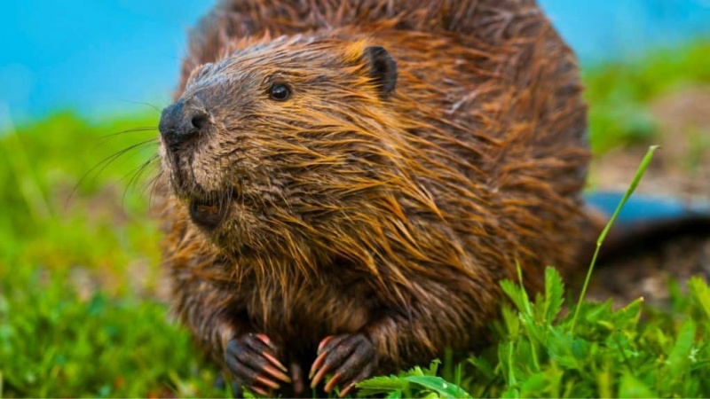 Können Sie einen Pet Beaver besitzen?