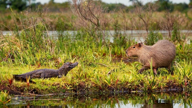   Draudzīga kapibara ar krokodilu
