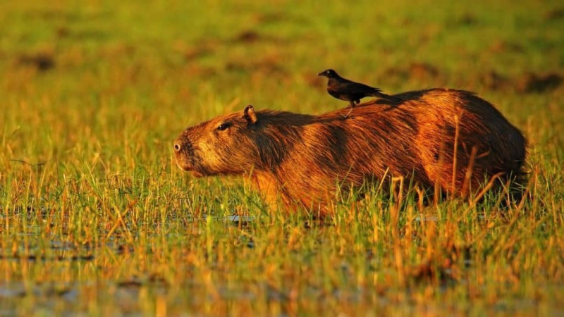   Capybara avec oiseau sur le dos