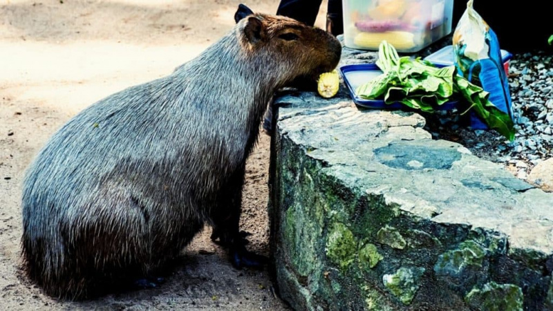   Mājdzīvnieka kapibaras barošana