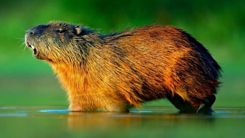   Capybara fait du bruit