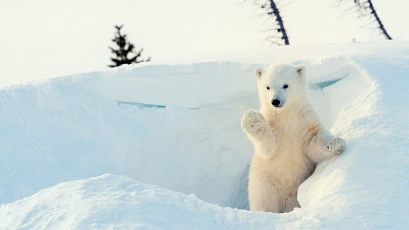   หมีขั้วโลกหนุ่มในหิมะ