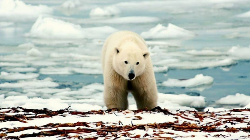   หมีขั้วโลกบนน้ำแข็ง