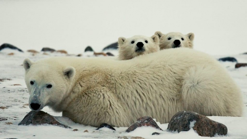   Мать белого медведя с двумя детенышами