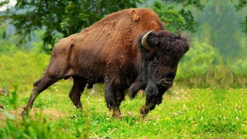 Ar galite turėti naminį buivolą ar bizoną?
