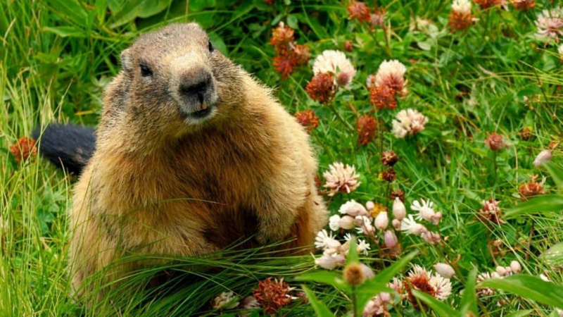Pouvez-vous posséder une marmotte pour animaux de compagnie ?