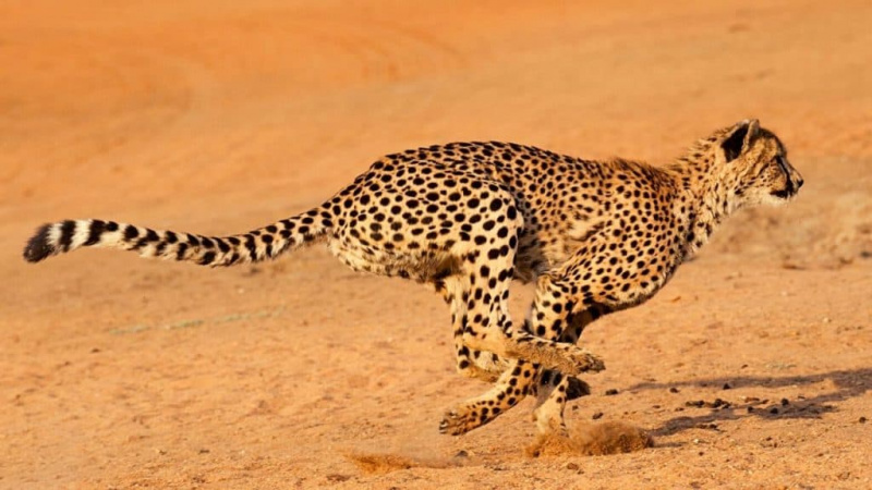   Greitai bėgantis gepardas