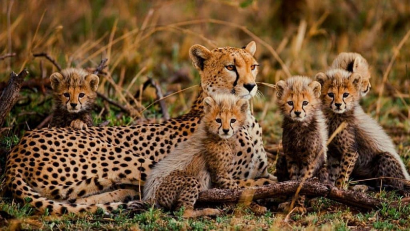   Mère guépard avec des chatons
