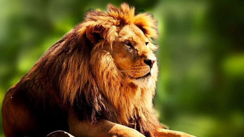 Pouvez-vous posséder un lion de compagnie ?
