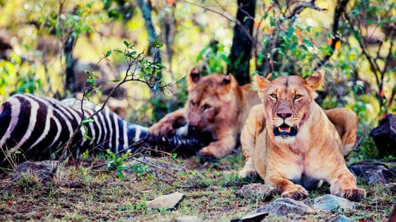   Lions mangeant un zèbre