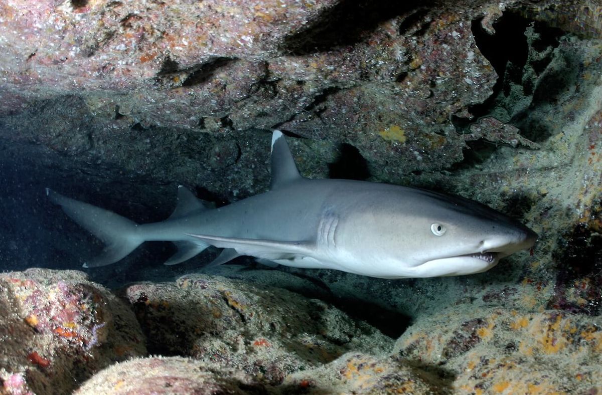 https://pixabay.com/de/whitetip-reef-shark-shark-cave-586362/