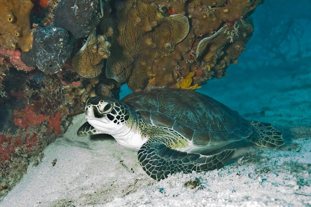 https://pixabay.com/en/turtle-sea-green-reptile-resting-701610/
