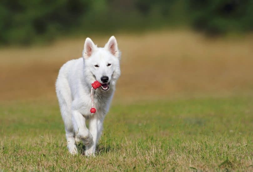 Кученце английски булдог се обучава да остане